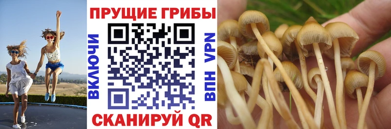мориарти телеграм  Мезень  Псилоцибиновые грибы мицелий 